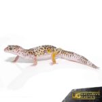 West Indian Leopard Gecko For Sale - Underground Reptiles