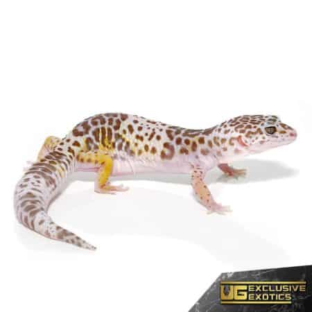 West Indian Leopard Gecko For Sale - Underground Reptiles