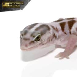 White Out Oreo Fat Tail Gecko For Sale - Underground Reptiles