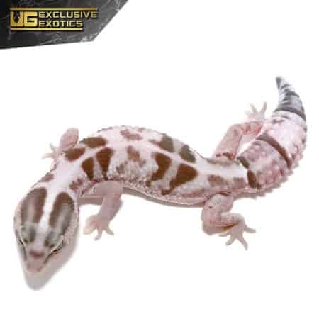 White Out Oreo Fat Tail Gecko For Sale - Underground Reptiles