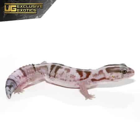 White Out Oreo Fat Tail Gecko For Sale - Underground Reptiles