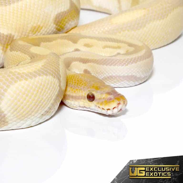 Yearling Bongo Candino Ball Python For Sale Underground Reptiles