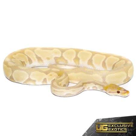 Yearling Bongo Candino Ball Python For Sale - Underground Reptiles