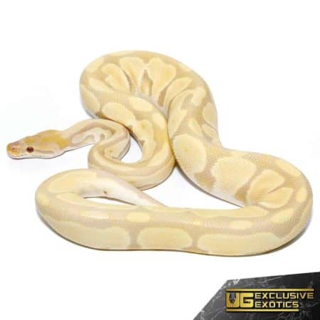 Yearling Bongo Candino Ball Python For Sale - Underground Reptiles