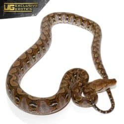 Yearling Reticulated Python For Sale - Underground Reptiles
