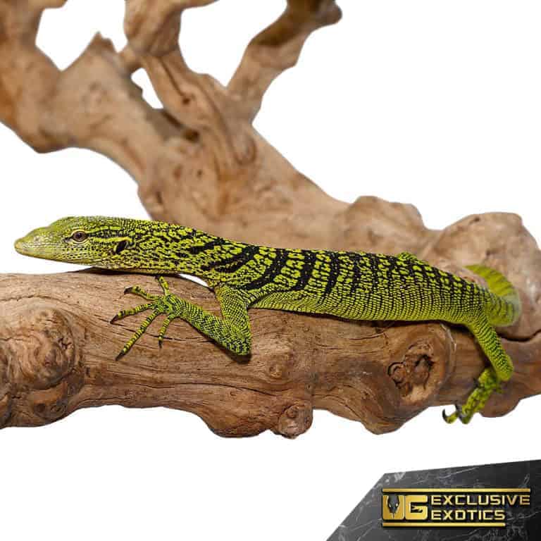 Yellow Tree Monitor (Varanus Reisingeri) For Sale Underground Reptiles