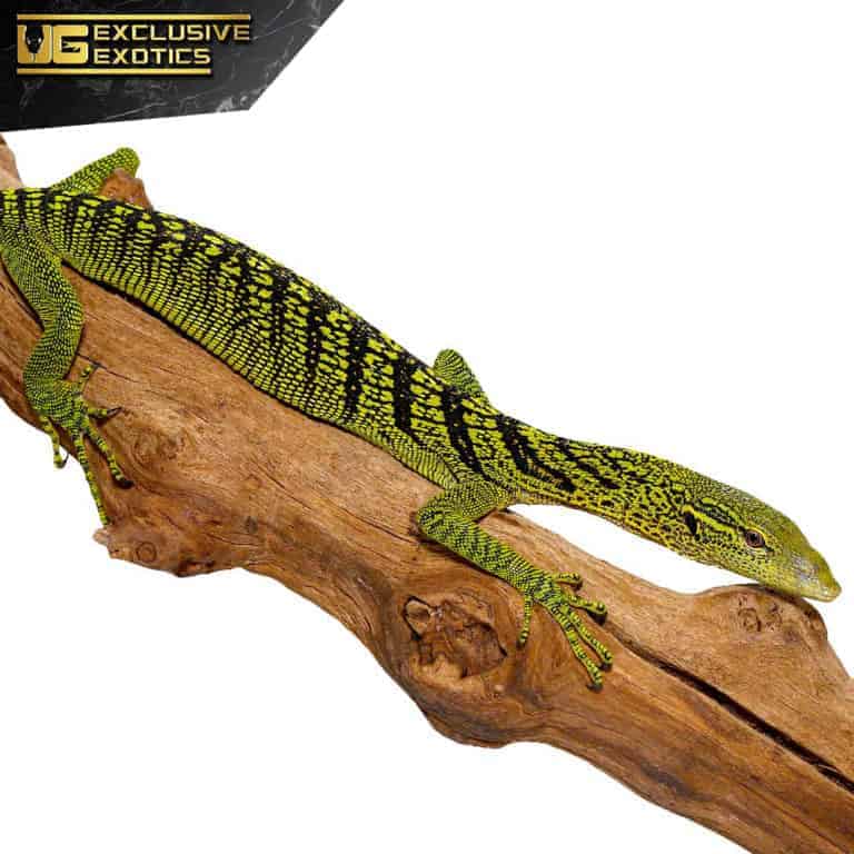 yellow-tree-monitor-varanus-reisingeri-for-sale-underground-reptiles