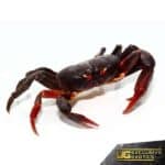 Zombie Crab For Sale - Underground Reptiles