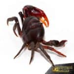 Zombie Crab For Sale - Underground Reptiles
