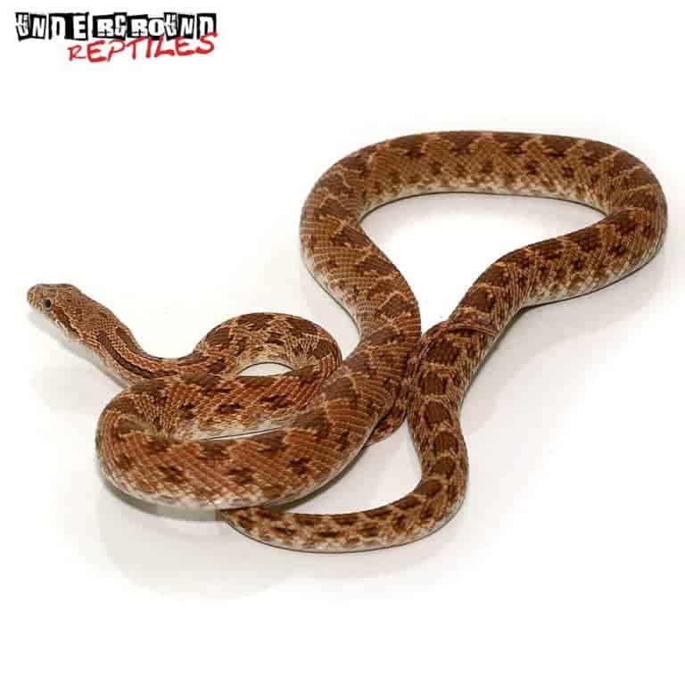 Royal Egyptian Diadem Rat Snake For Sale - Underground Reptiles