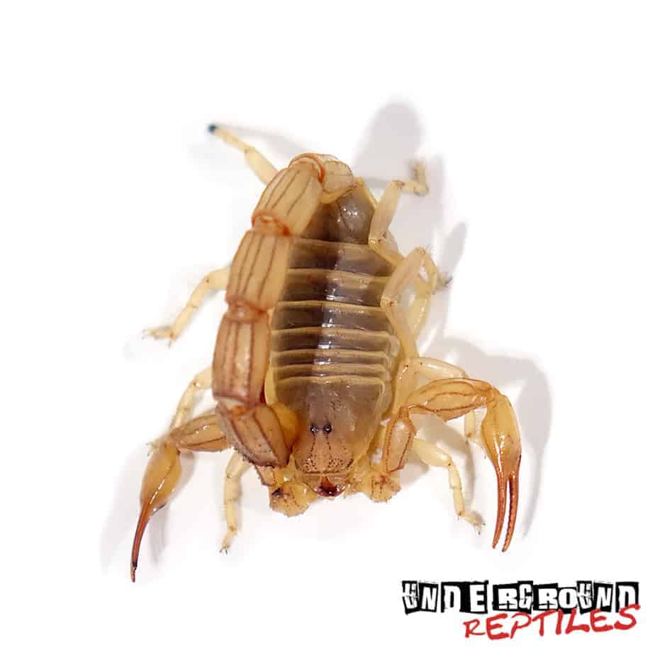 Egyptian Yellow Fat Tail Scorpion - Underground Reptiles