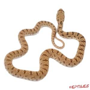 Baby Egyptian Diadem Rat Snake - Underground Reptiles