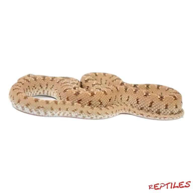 Baby Egyptian Diadem Rat Snake - Underground Reptiles