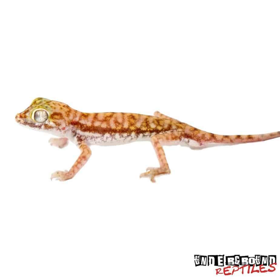 Egyptian Sand Gecko For Sale Underground Reptiles egyptian-sand-gecko-for-sale-underground-reptiles