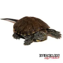 European Pond Turtle For Sale - Underground Reptiles