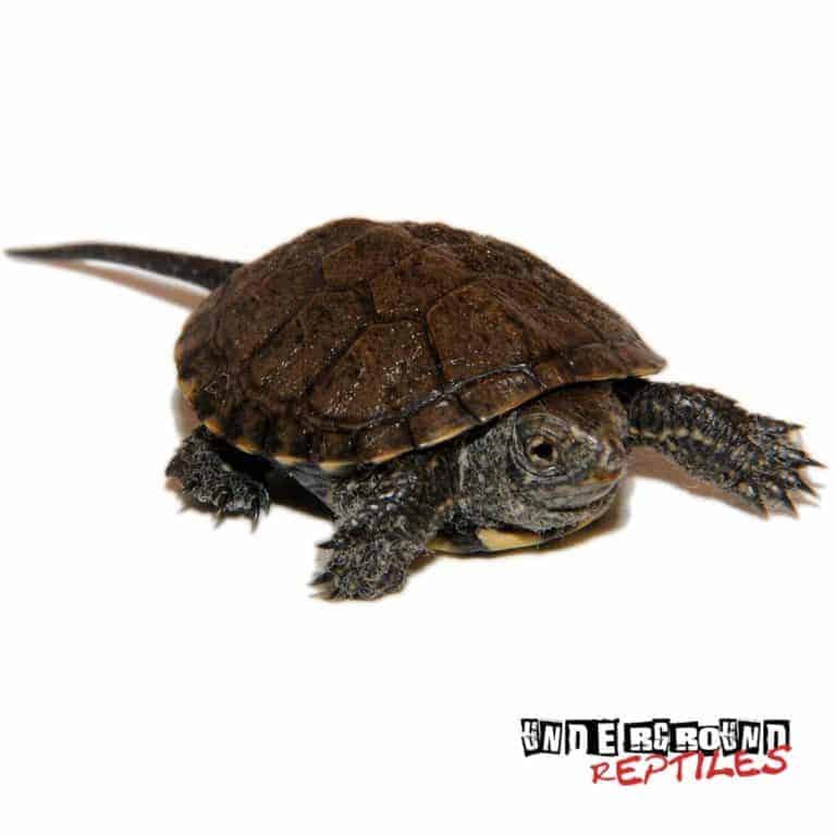 European Pond Turtles For Sale Underground Reptiles