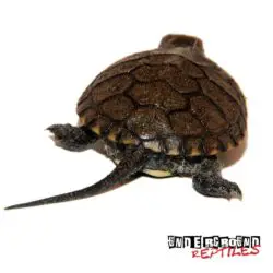 European Pond Turtle For Sale - Underground Reptiles