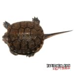European Pond Turtle For Sale - Underground Reptiles