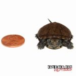 European Pond Turtle For Sale - Underground Reptiles