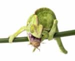 Feeder Crickets For Sale - Underground Reptiles