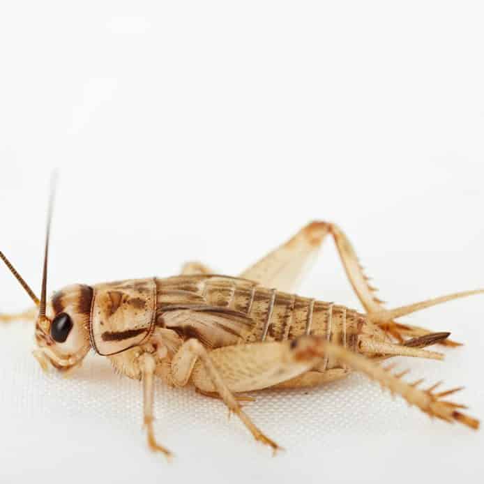 Feeder Crickets - Underground Reptiles