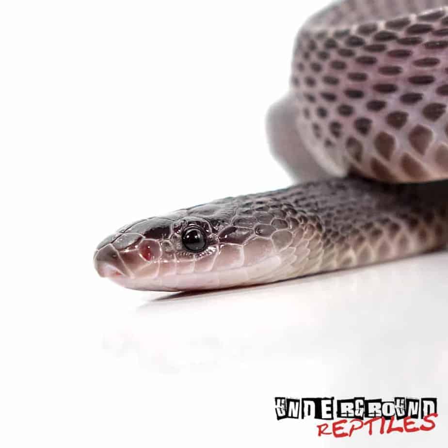 African File Snake For Sale - Underground Reptiles