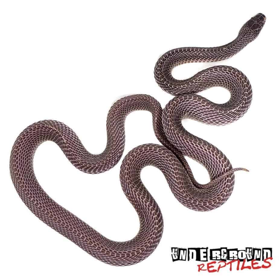 African File Snake For Sale - Underground Reptiles