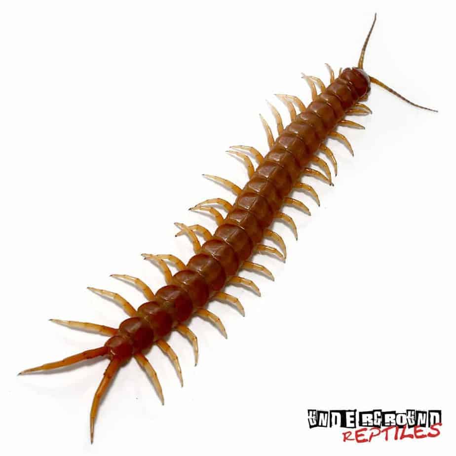 Albums 101+ Pictures Types Of Centipedes With Pictures Sharp