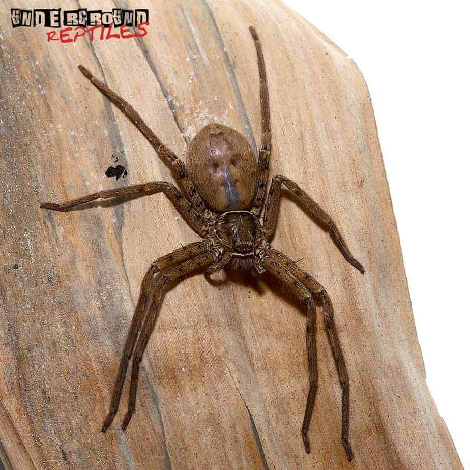 Giant Huntsman Spider Underground Reptiles