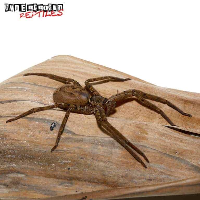 Giant Huntsman Spider Underground Reptiles