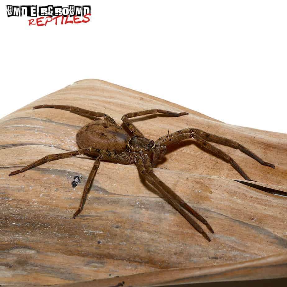 Giant Huntsman Spider Underground Reptiles