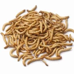 Giant Mealworms For Sale - Underground Reptiles