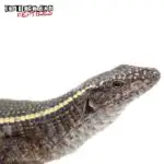 Giant Plated Lizard For Sale - Underground Reptiles