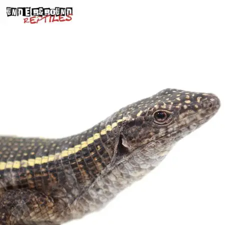 Giant Plated Lizard For Sale - Underground Reptiles