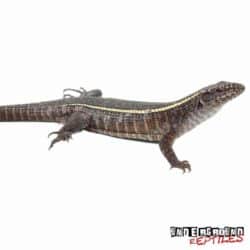 Giant Plated Lizard For Sale - Underground Reptiles
