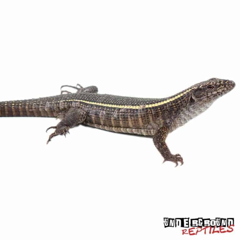 Giant Plated Lizards (Gerrhosaurus validus) For Sale Underground Reptiles