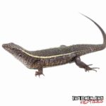Giant Plated Lizard For Sale - Underground Reptiles
