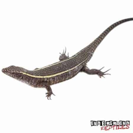 Giant Plated Lizard For Sale - Underground Reptiles