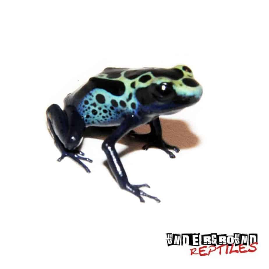 Green Sipaliwini Dart Frogs For Sale Underground Reptiles