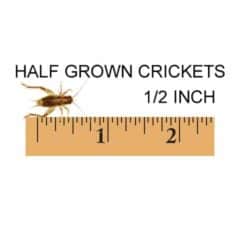 1/2 Inch Crickets For Sale - Underground Reptiles