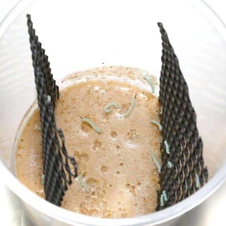 Larvae Hornworm Pods For Sale - Underground Reptiles