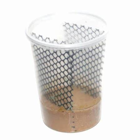 Larvae Hornworm Pods For Sale - Underground Reptiles