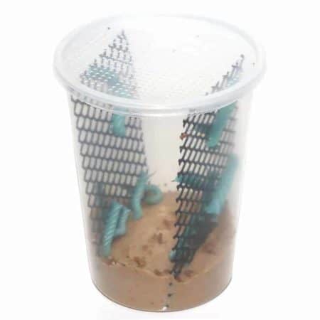 Hornworm Pods For Sale - Underground Reptiles