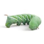 Hornworms For Sale - Underground Reptiles
