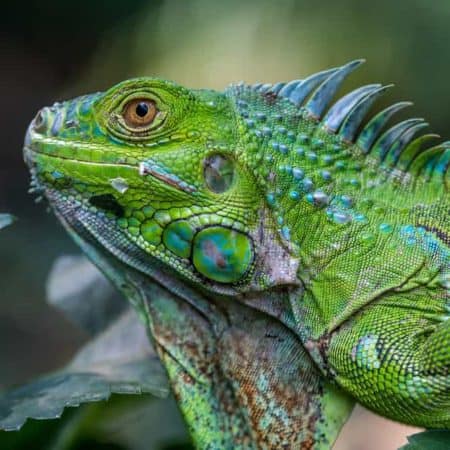 Lizards For Sale - Underground Reptiles