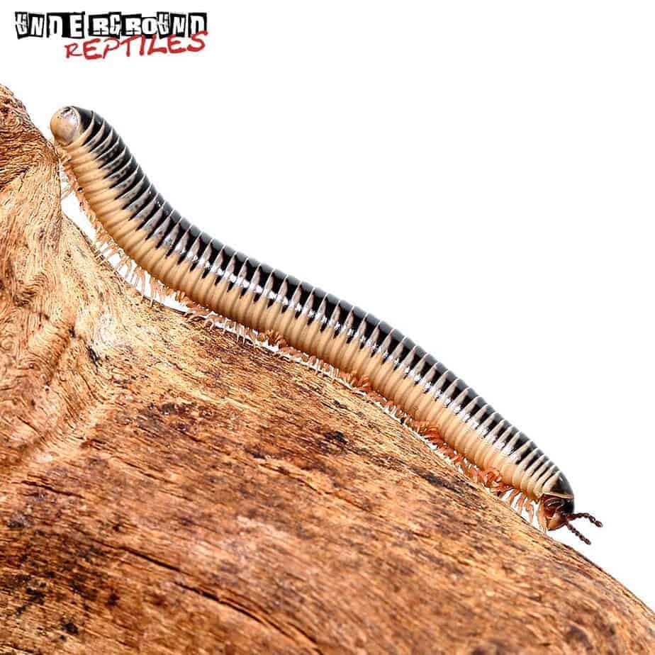 Ivory Millipedes For Sale Underground Reptiles