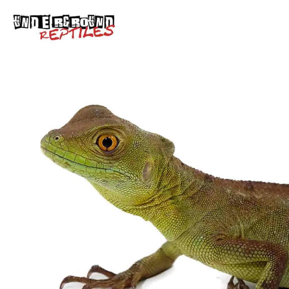 Green Basilisks For Sale - Underground Reptiles