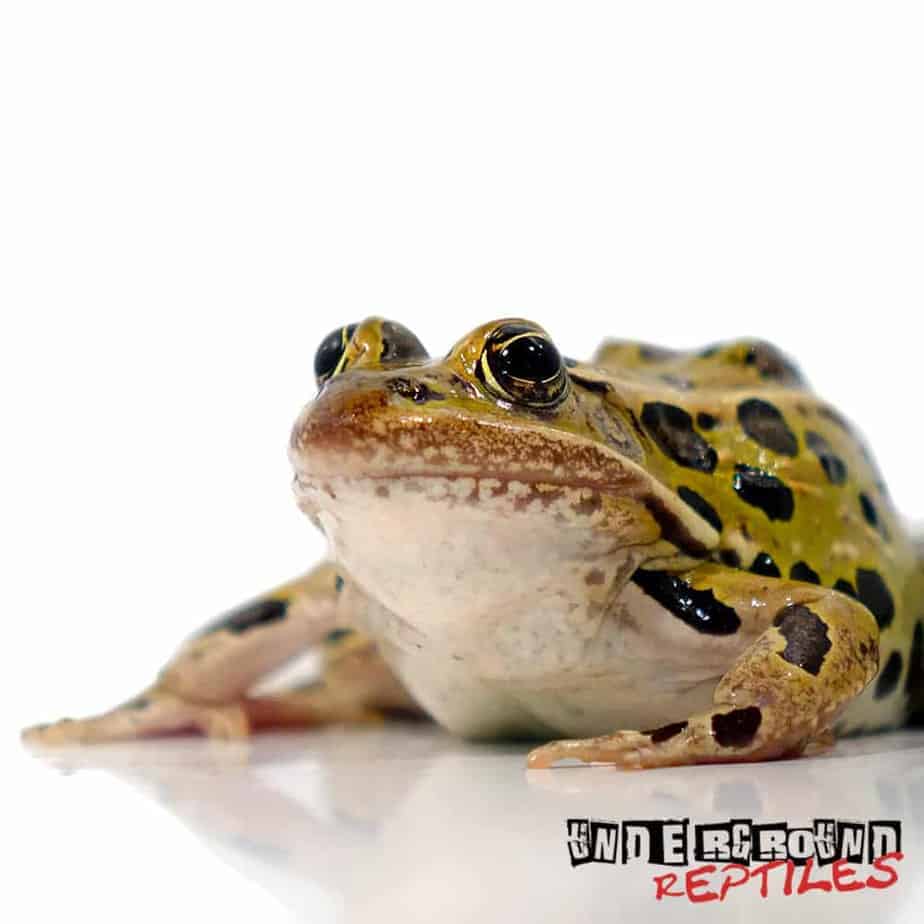 Leopard Frogs For Sale Underground Reptiles