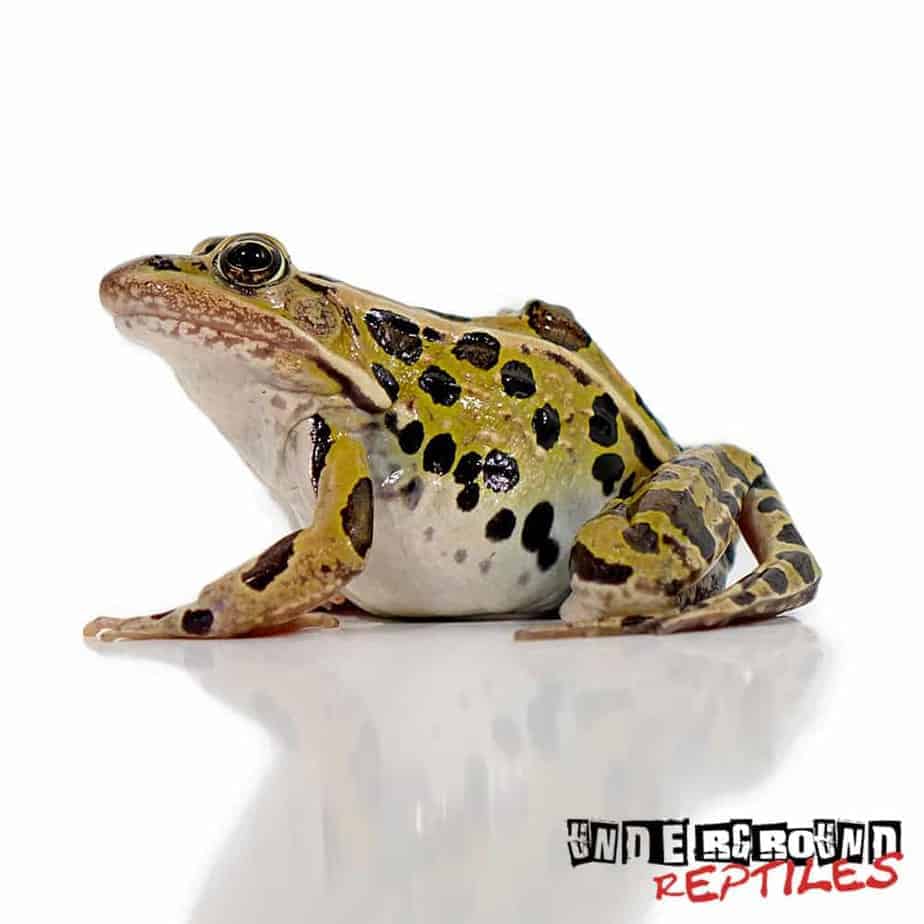 Leopard Frogs For Sale Underground Reptiles