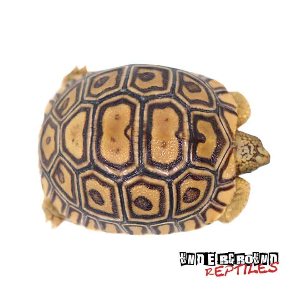 Baby Leopard Tortoises For Sale - Underground Reptiles